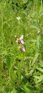 Ophrys abeille