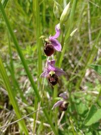 Ophrys bourdon