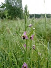 Ophrys abeille