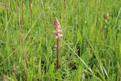 Orobanche de la picride
