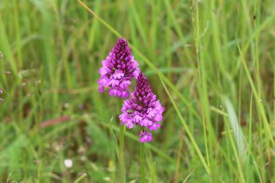 Orchis pyramidal