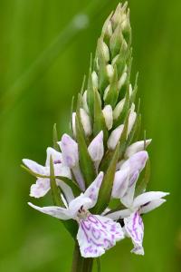 Orchis tacheté