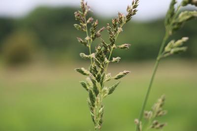 Phalaris arundinacea