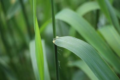 Phalaris arundinacea
