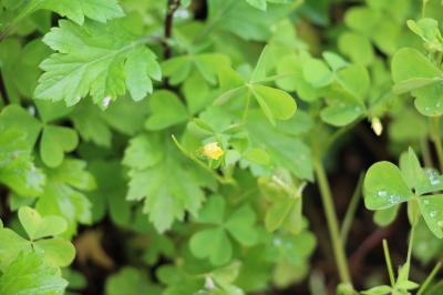 <i>Oxalis fontana/dillenii/corniculata</i>