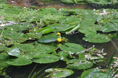 Nénuphar jaune