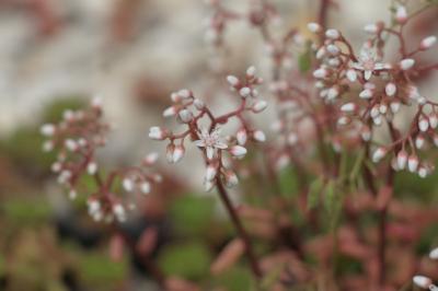 Sedum album
