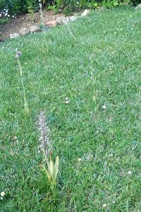 Orchis bouc