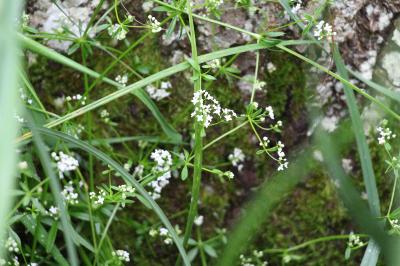 Gaillet des marais