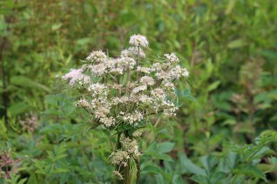 Angélique sauvage