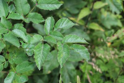 Angelica sylvestris
