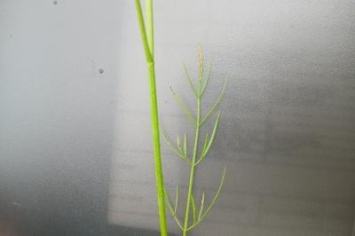 Oenanthe à feuilles de peucédan