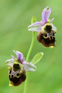 Ophrys bourdon