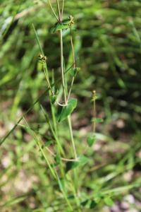 Millepertuis élégant