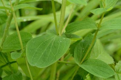 Hypericum tetrapterum