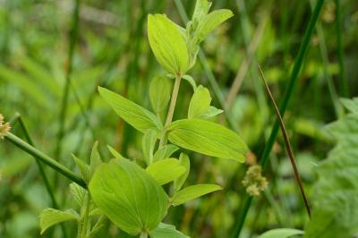 Millepertuis à quatre ailes