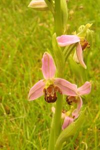 Ophrys abeille