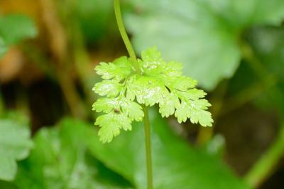 Cystoptéris fragile