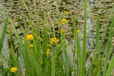 Lotus des marais