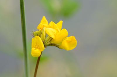 Lotus des marais