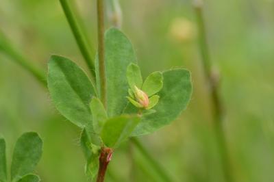 Lotus des marais