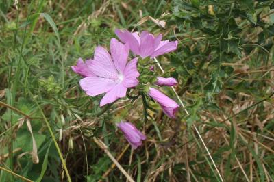 Mauve musquée