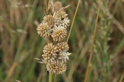 Allium vineale