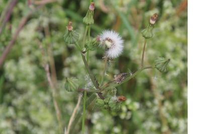 Sonchus arvensis