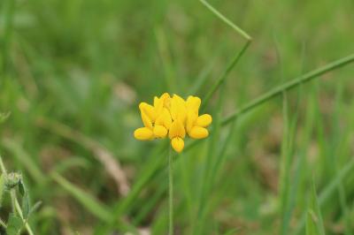 Lotus des marais