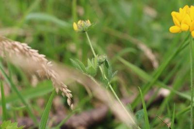 Lotus des marais