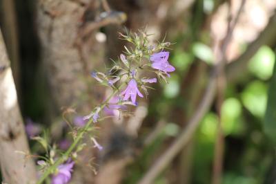 Campanule raiponce