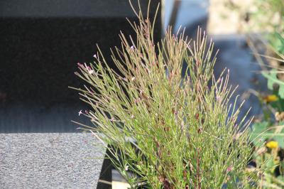 <i>Epilobium</i>