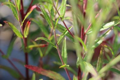 <i>Epilobium</i>