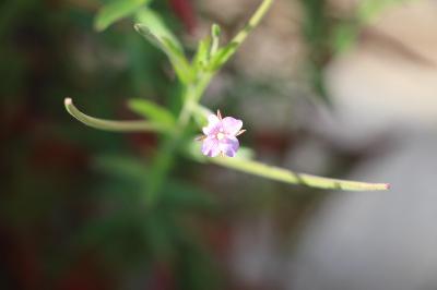 <i>Epilobium</i>
