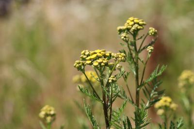 Tanacetum vulgare