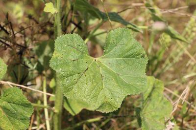 Alcea rosea