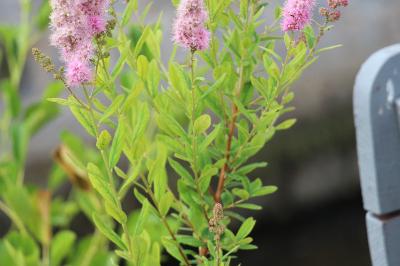 <i>Spiraea</i>