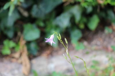 Campanule raiponce