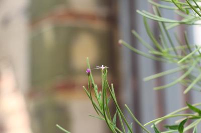 <i>Epilobium</i>