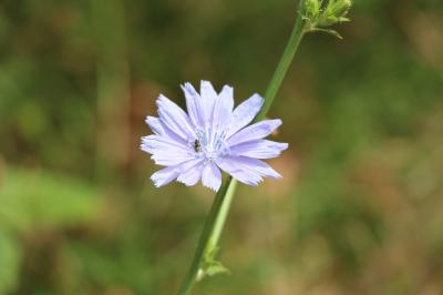Chicorée amère