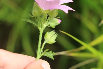 Mauve alcée