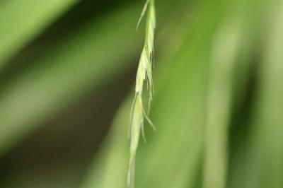 Brachypode des bois