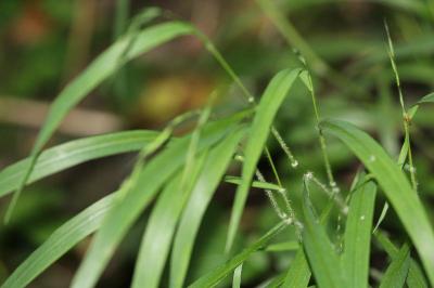 Brachypodium sylvaticum