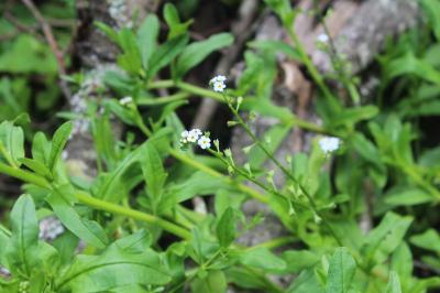 Myosotis des marais