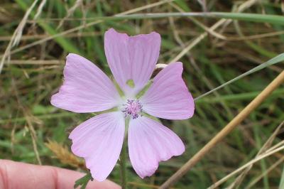 Mauve musquée