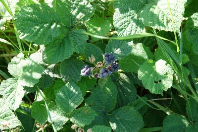 Rosier bleue