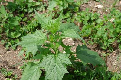 Chénopode à feuilles de Stramoine