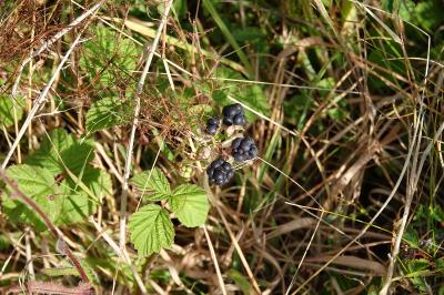 Rosier bleue