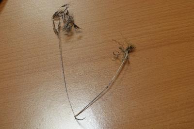 Brome des toits