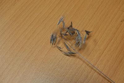 Brome des toits